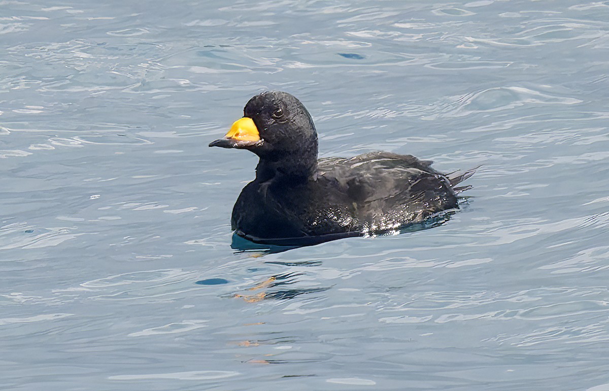 Синьга американська - ML650723287