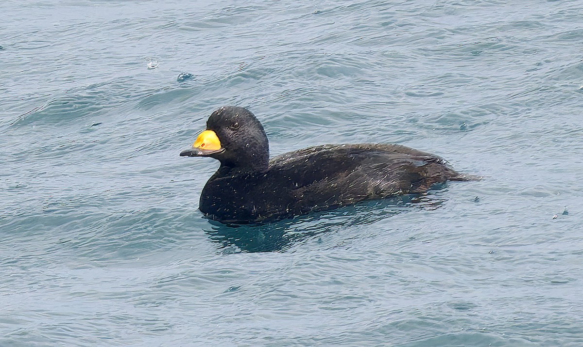 Синьга американська - ML650723288