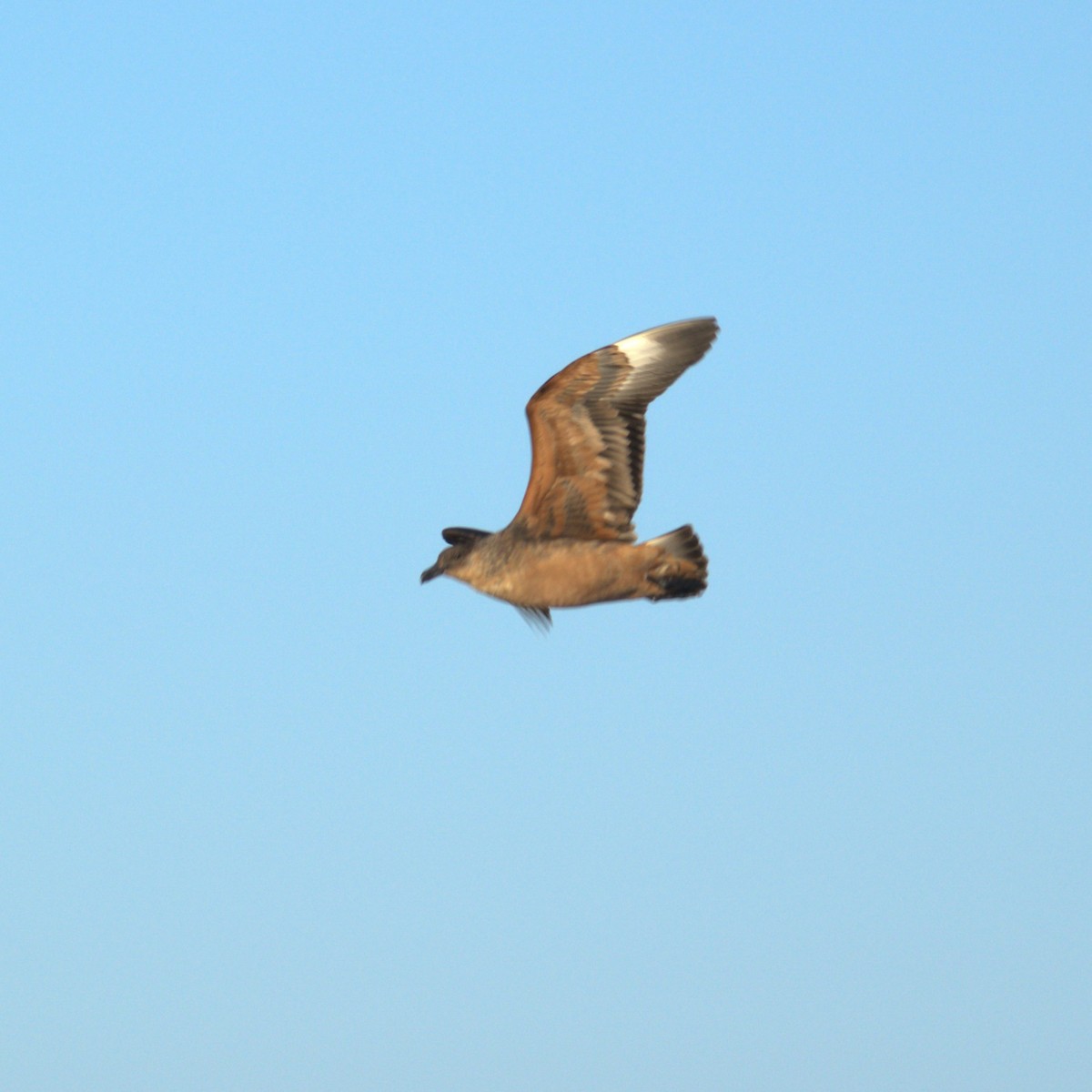Chilean Skua - ML650723324