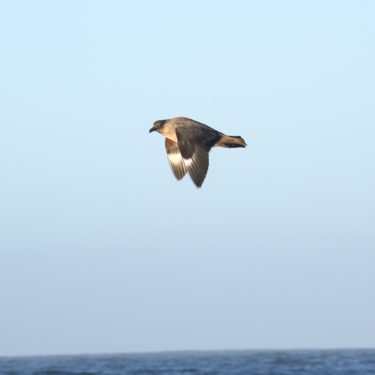 Chilean Skua - ML650723325