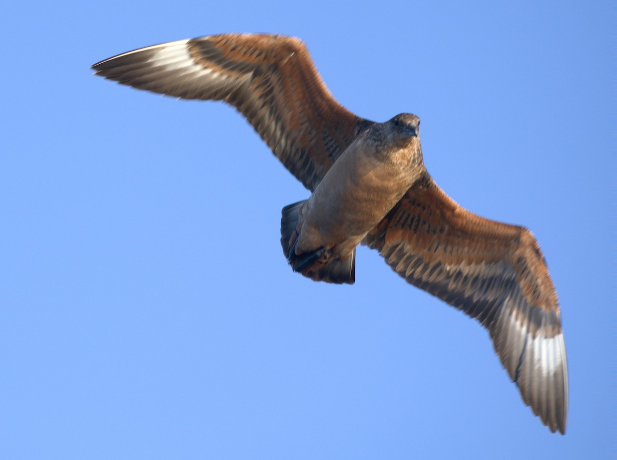 Chilean Skua - ML650723326