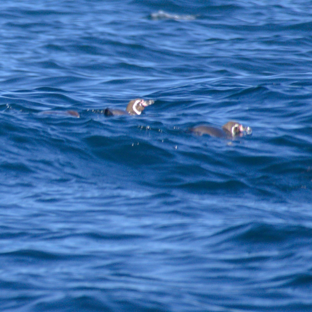 Humboldt Penguin - ML650723374