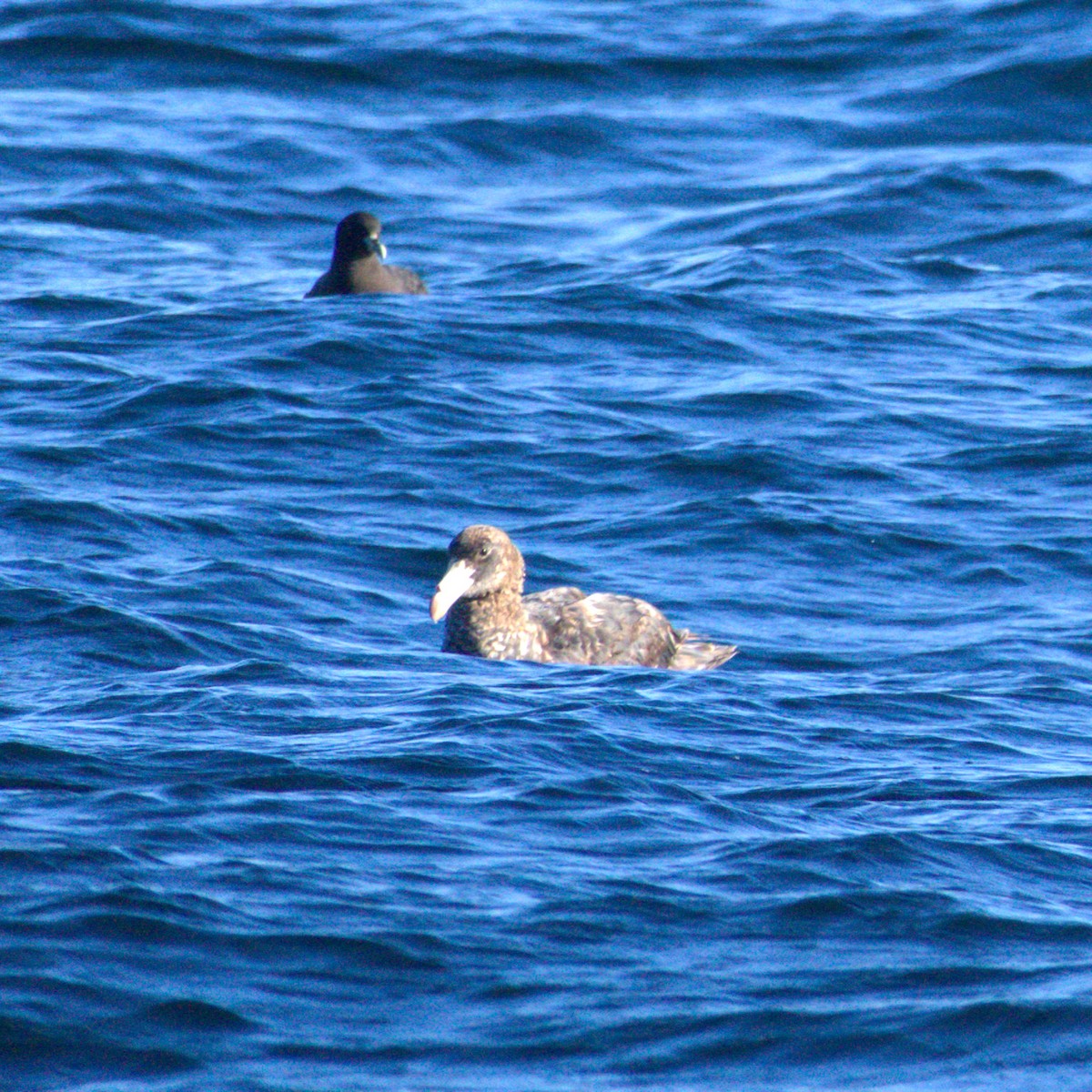 Northern Giant-Petrel - ML650723439