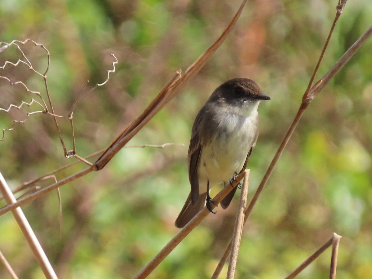 Eastern Phoebe - ML650723449