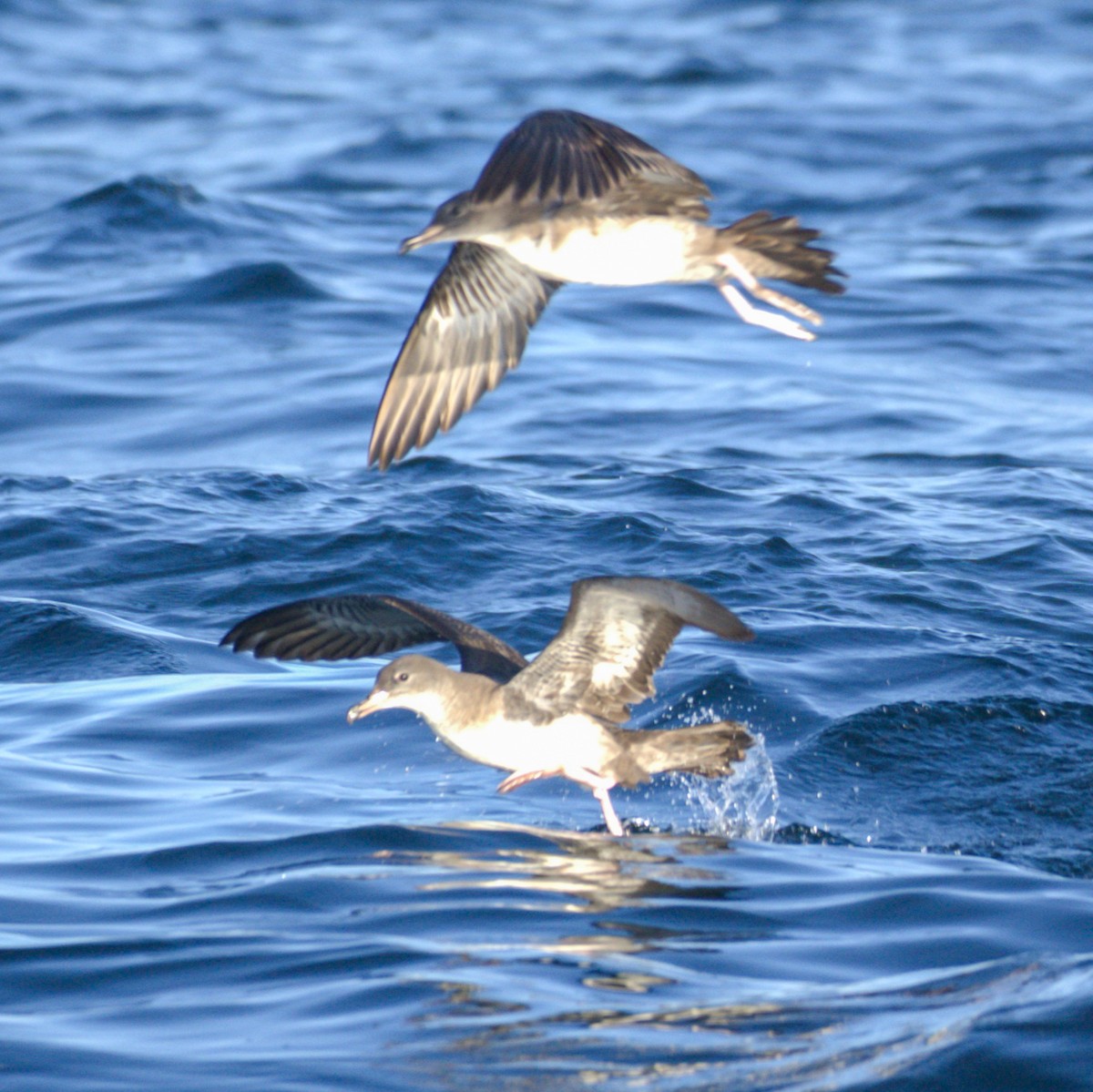Pink-footed Shearwater - ML650723515