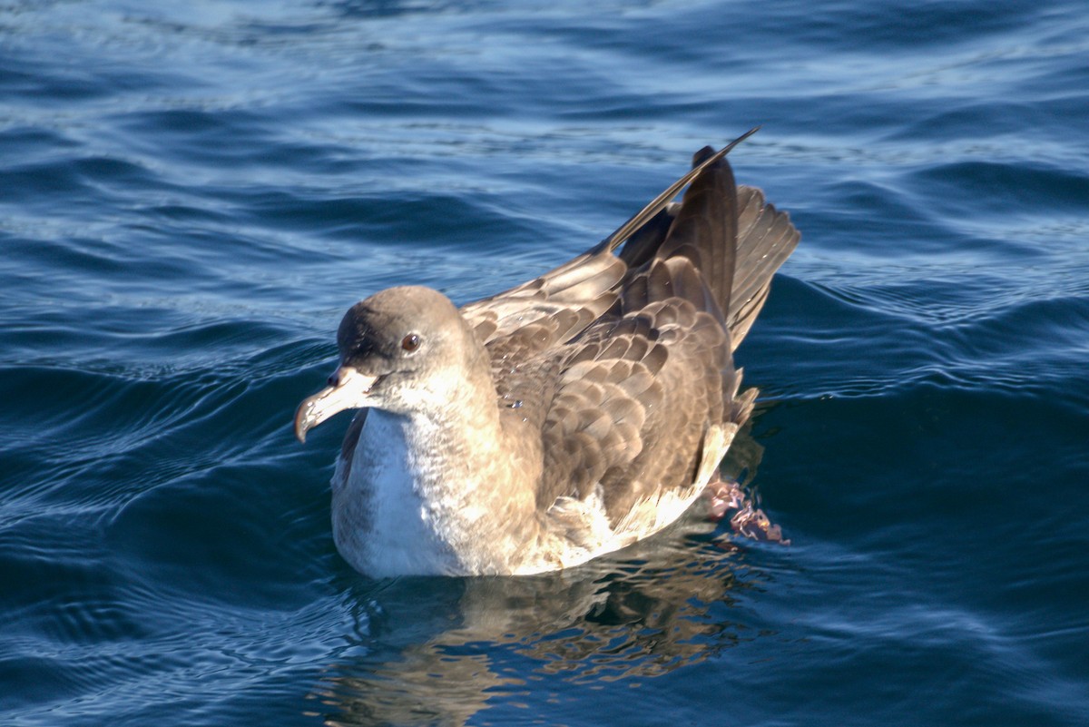Pink-footed Shearwater - ML650723516