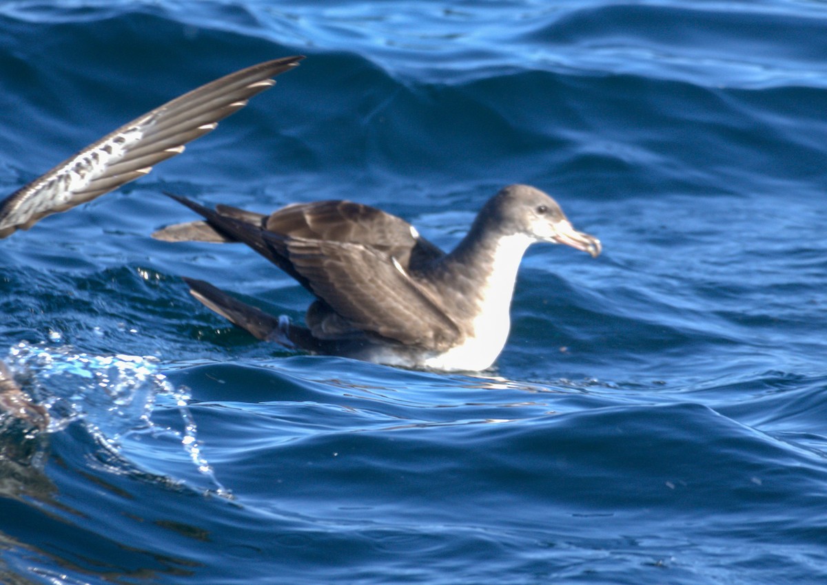 Pink-footed Shearwater - ML650723519