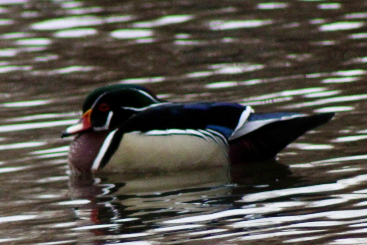 Каролинская утка - ML650723577