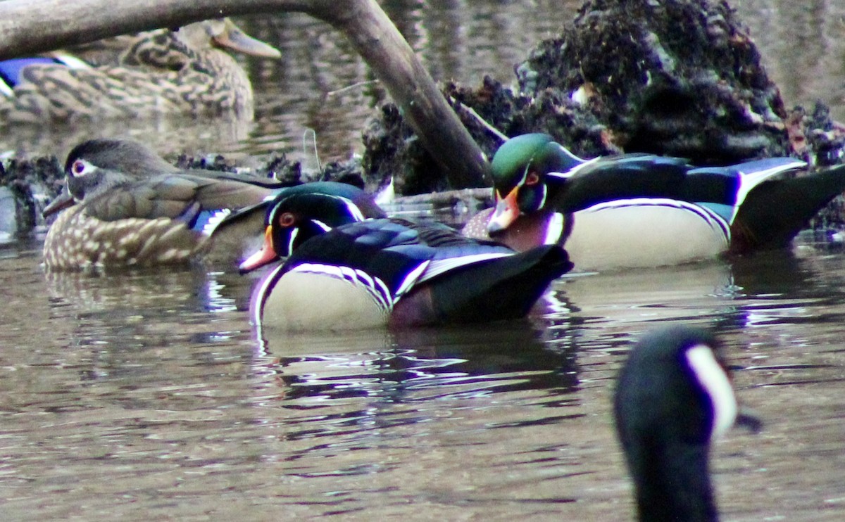 Каролинская утка - ML650723578