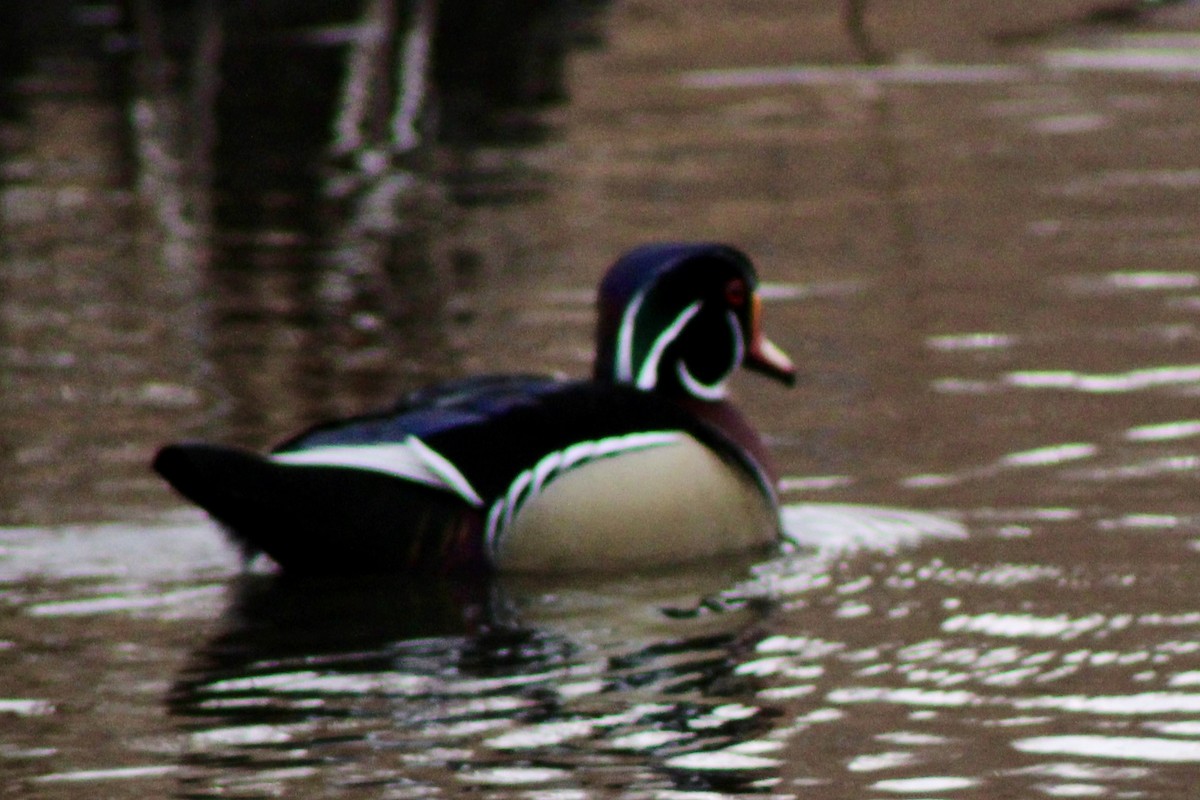 Каролинская утка - ML650723579