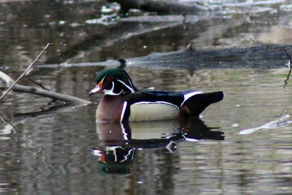 Каролинская утка - ML650723580