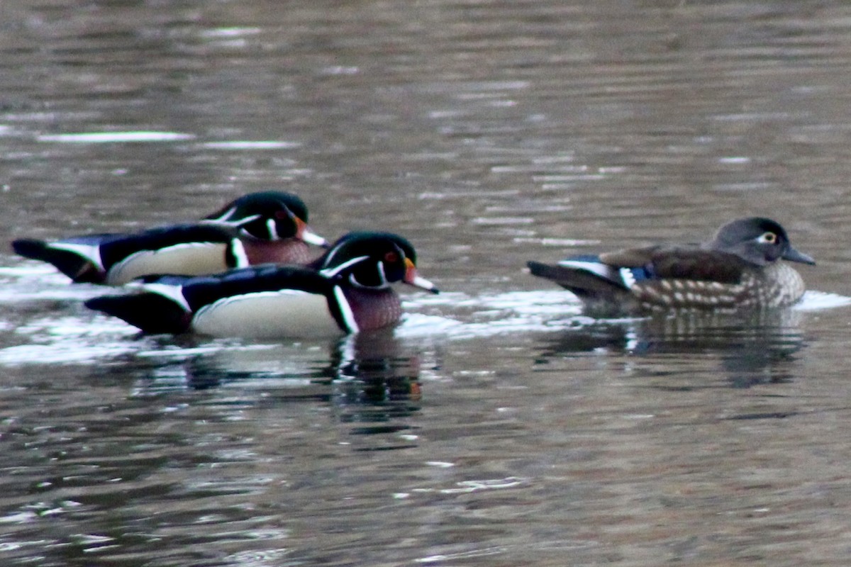 Каролинская утка - ML650723581