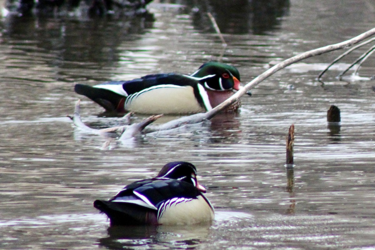 Каролинская утка - ML650723582