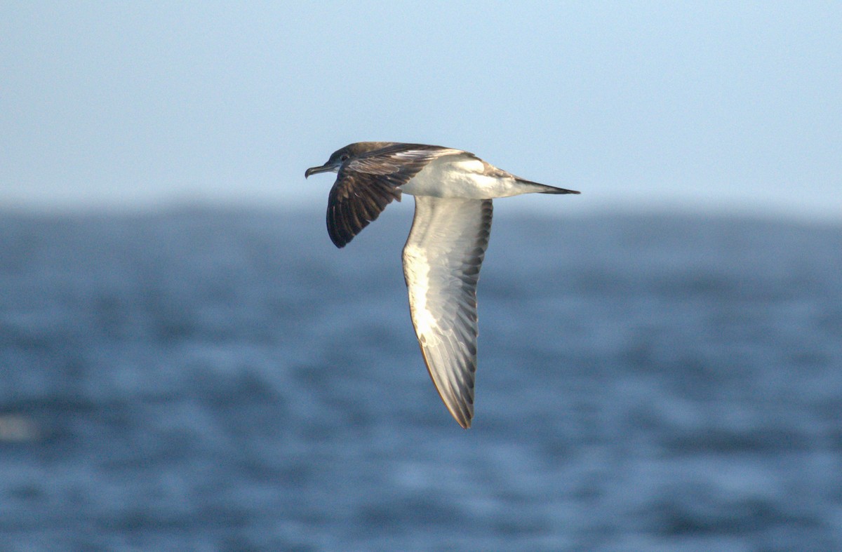 Buller's Shearwater - ML650723648