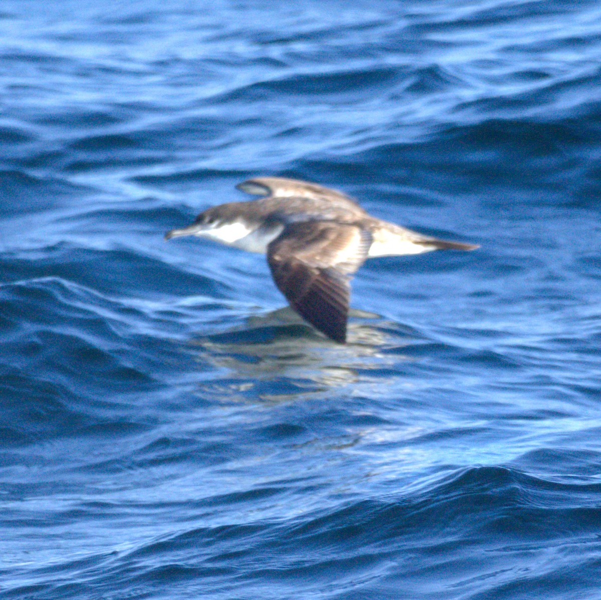 Buller's Shearwater - ML650723649