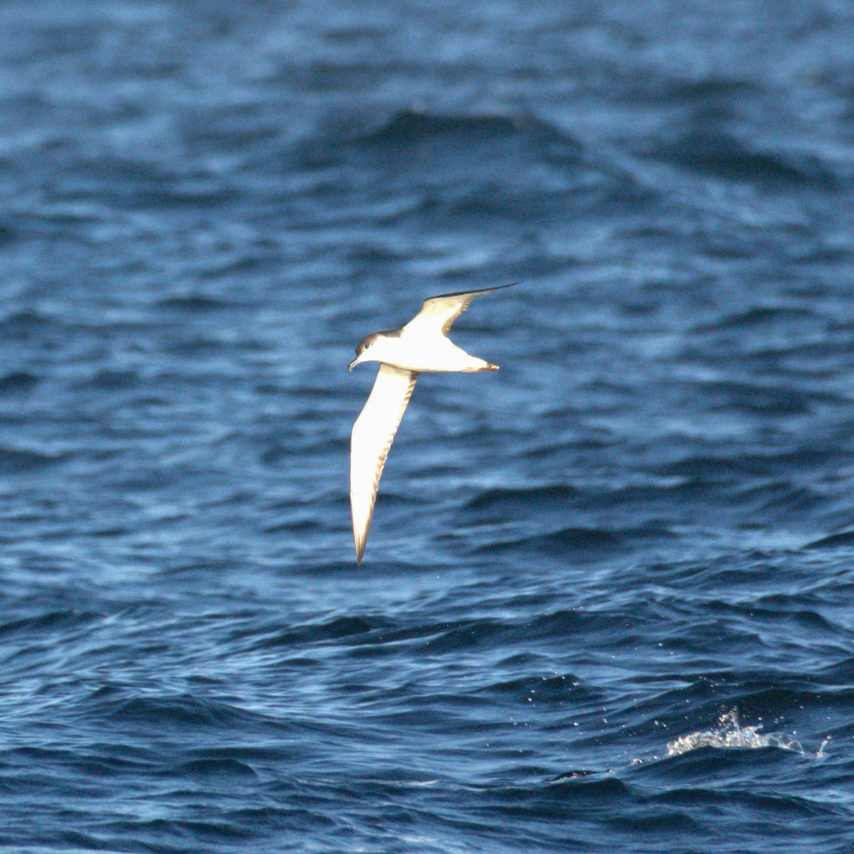 Buller's Shearwater - ML650723650