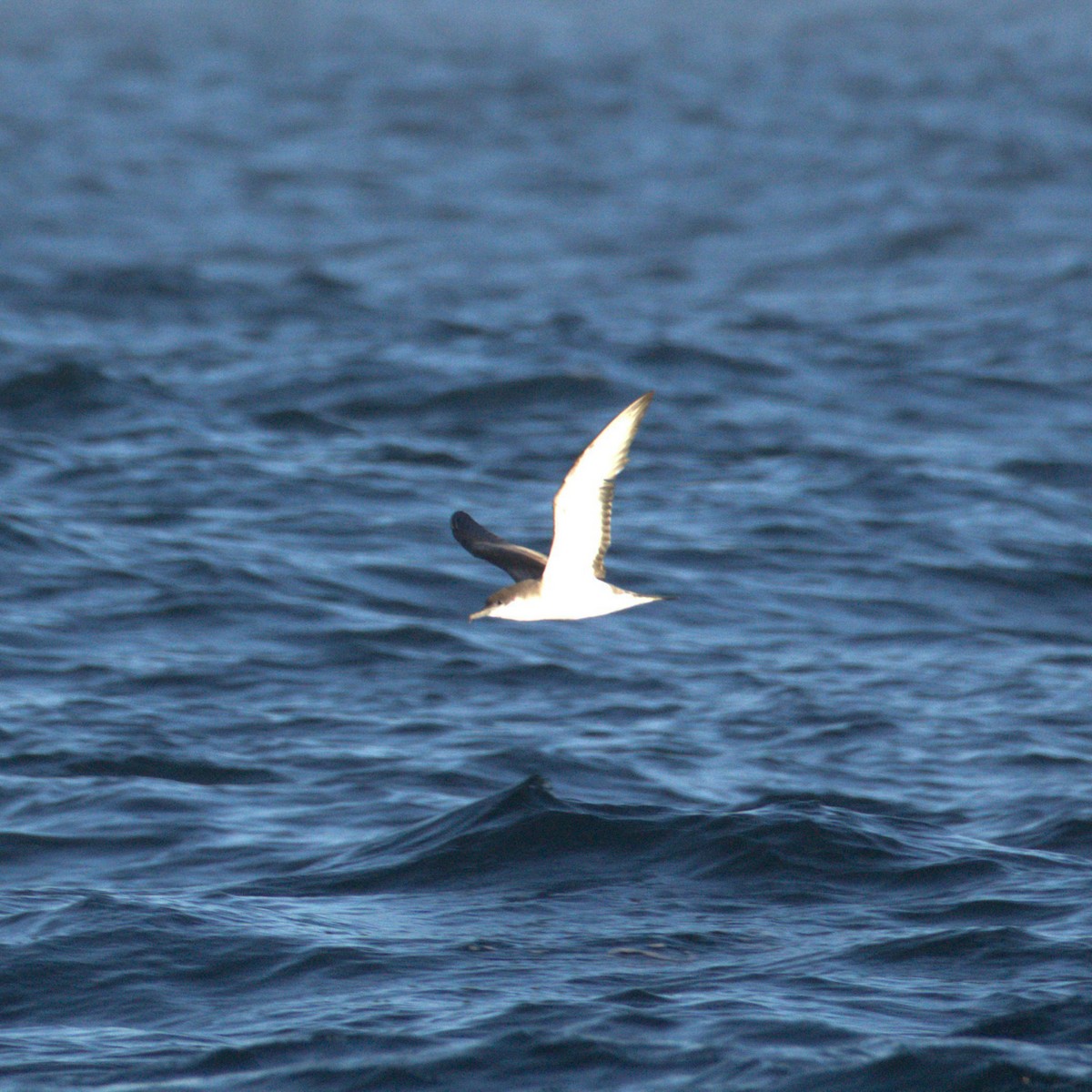 Buller's Shearwater - ML650723651