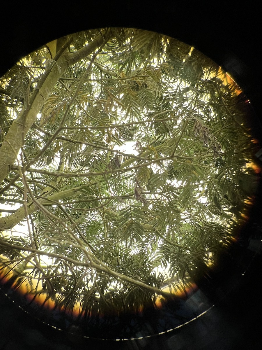 Hutton's Vireo - ML650723952