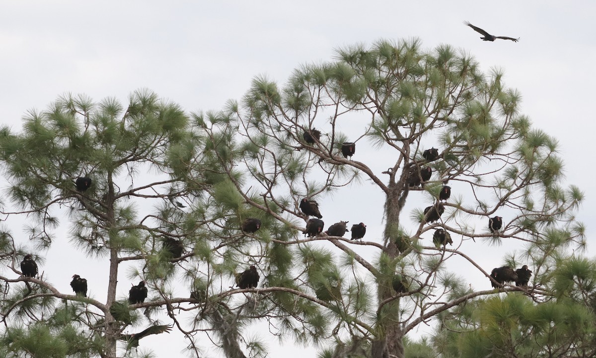 Urubu à tête rouge - ML650724371