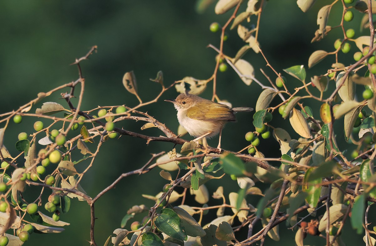 Green-backed Camaroptera (Gray-backed) - ML650724568