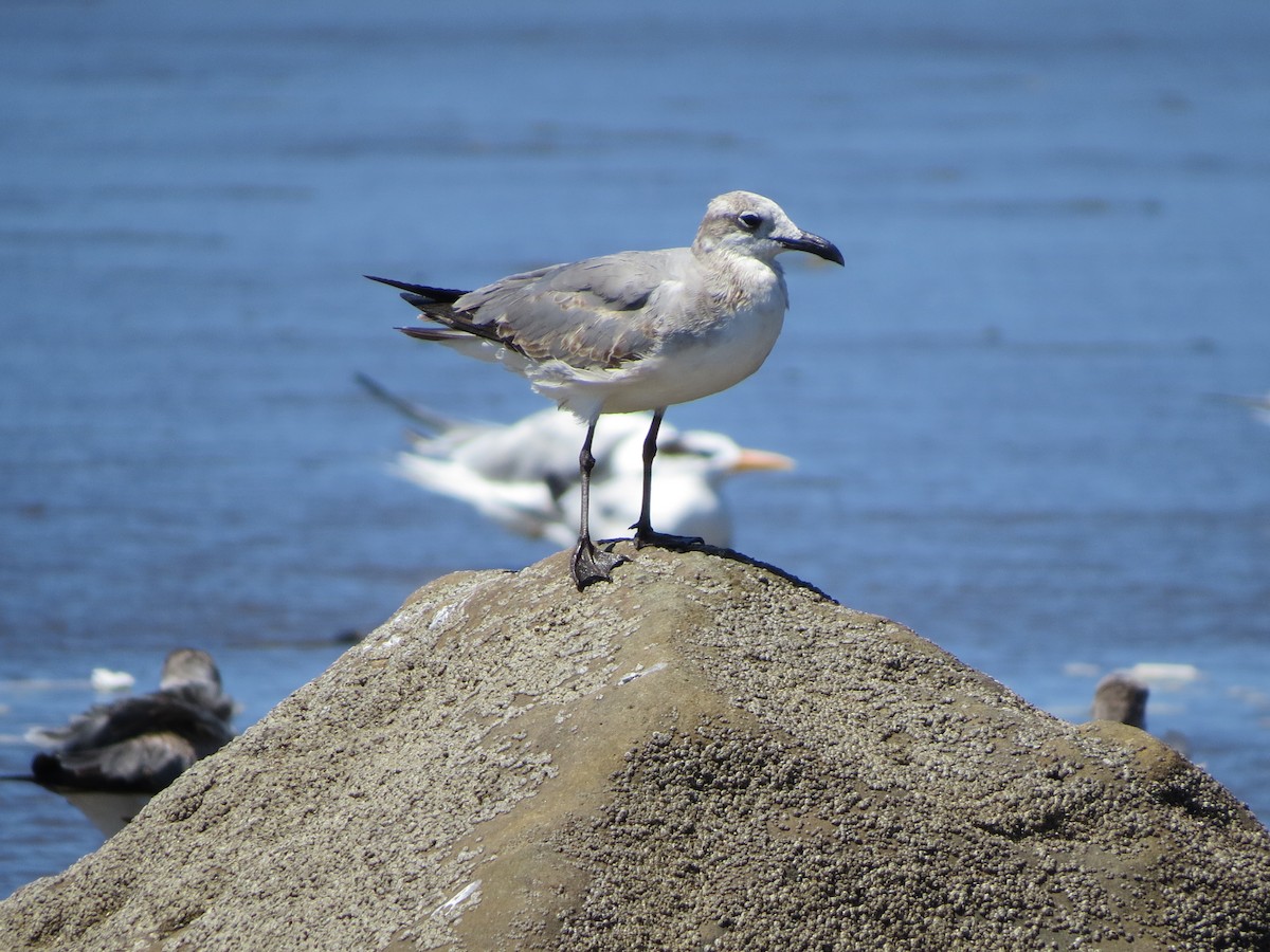 Laughing Gull - ML650724651