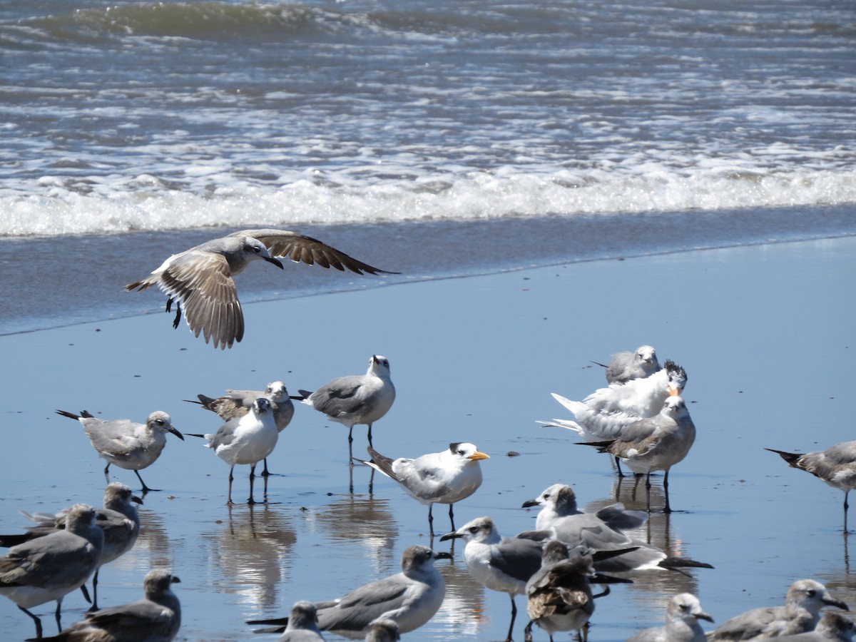 Laughing Gull - ML650724655