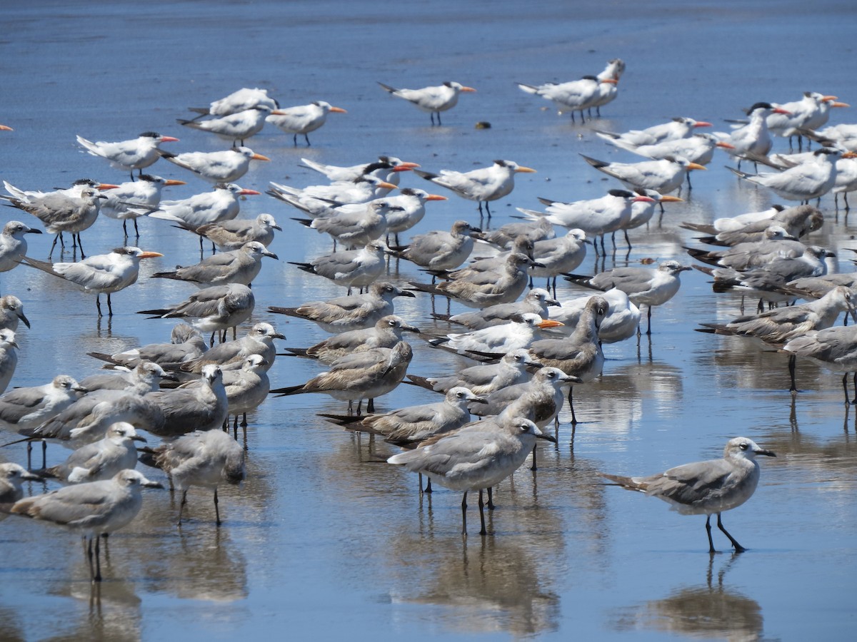 Laughing Gull - ML650724657