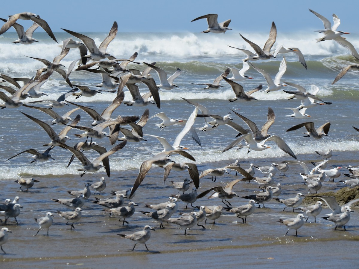 Laughing Gull - ML650724659