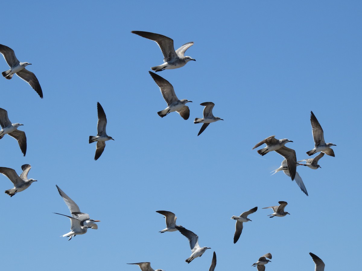 Laughing Gull - ML650724723