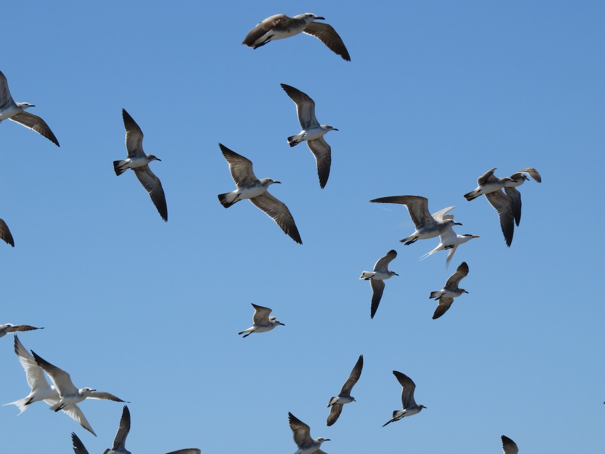 Laughing Gull - ML650724724