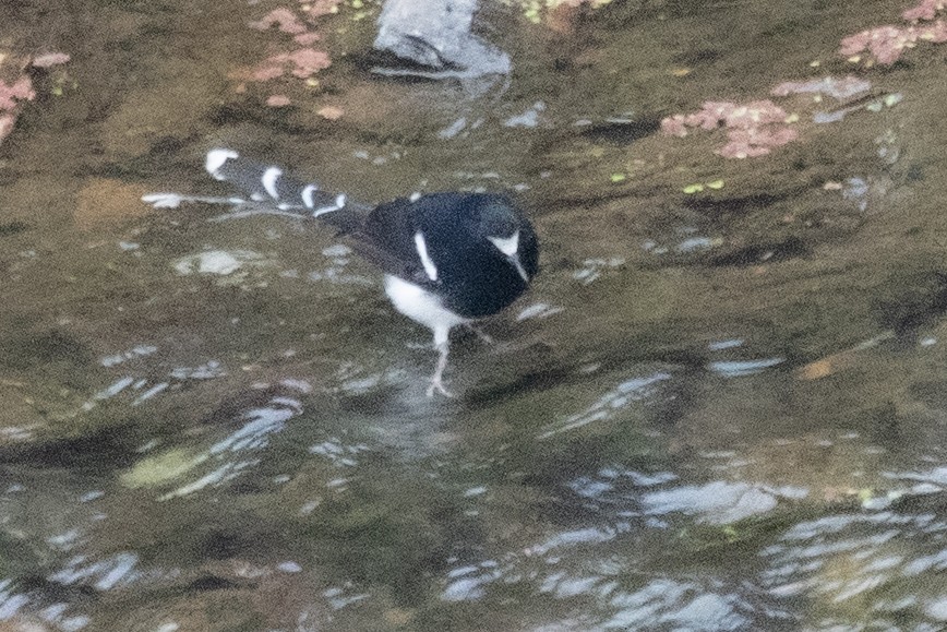 White-crowned Forktail (Northern) - ML650724885