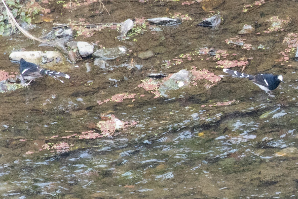 White-crowned Forktail (Northern) - ML650724895