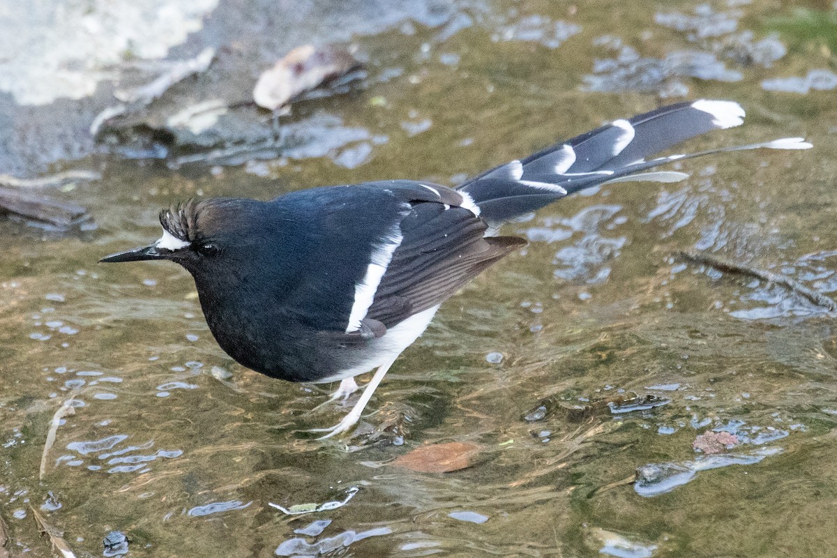 White-crowned Forktail (Northern) - ML650724899
