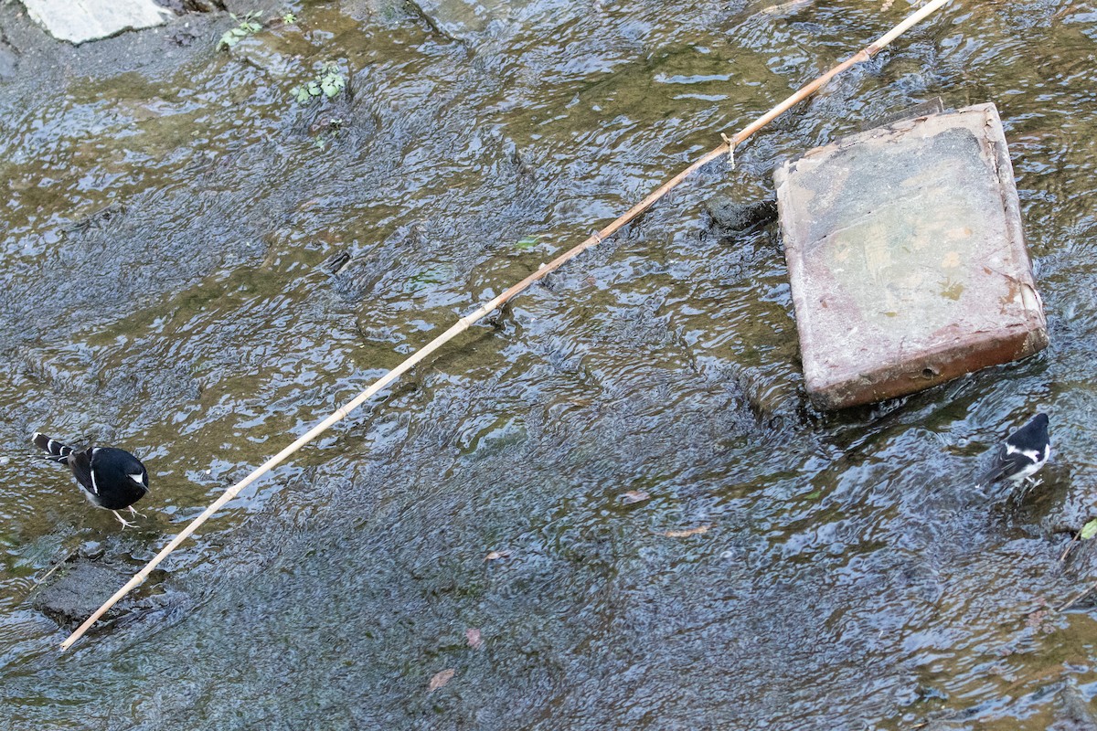 White-crowned Forktail (Northern) - ML650724907