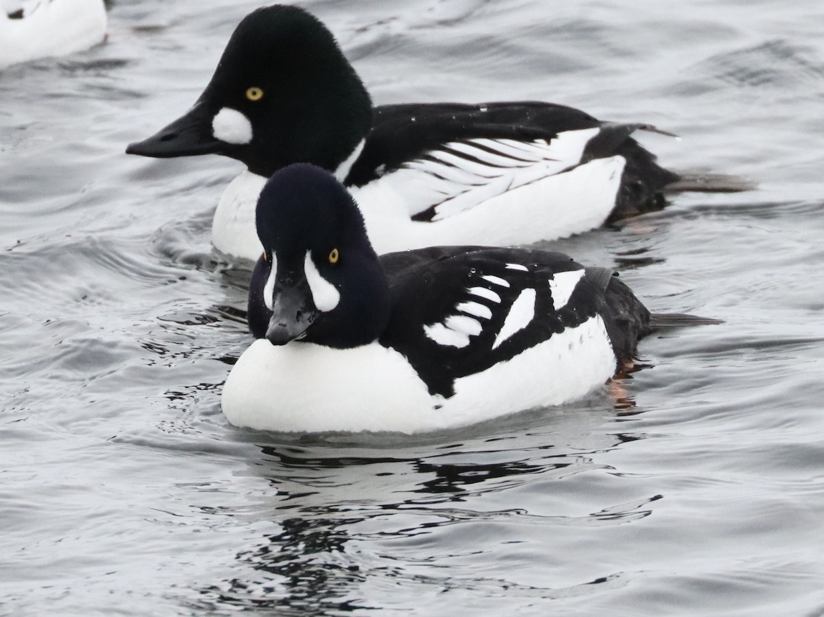 Barrow's Goldeneye - ML650724930