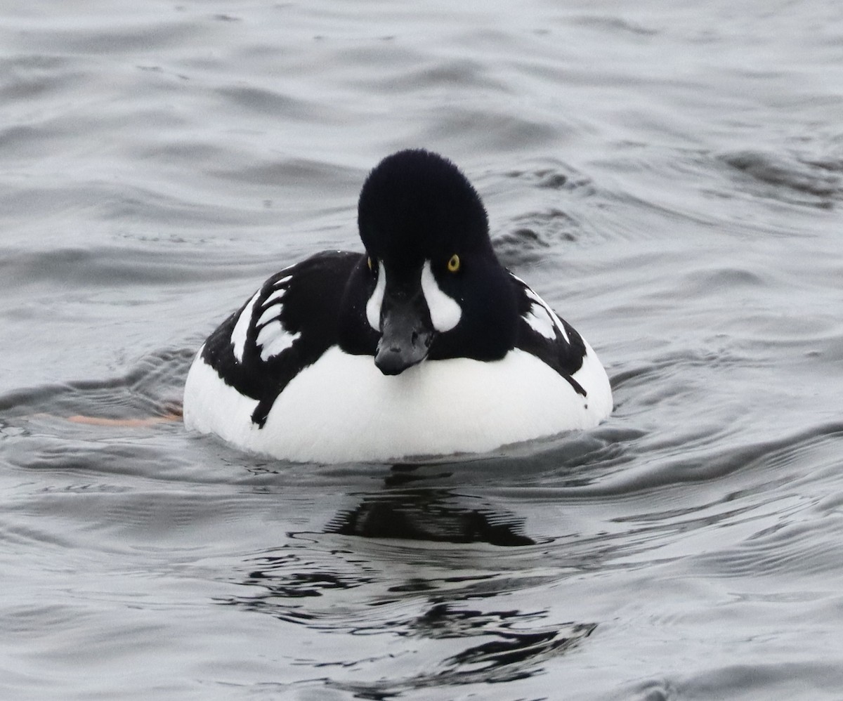 Barrow's Goldeneye - ML650724931