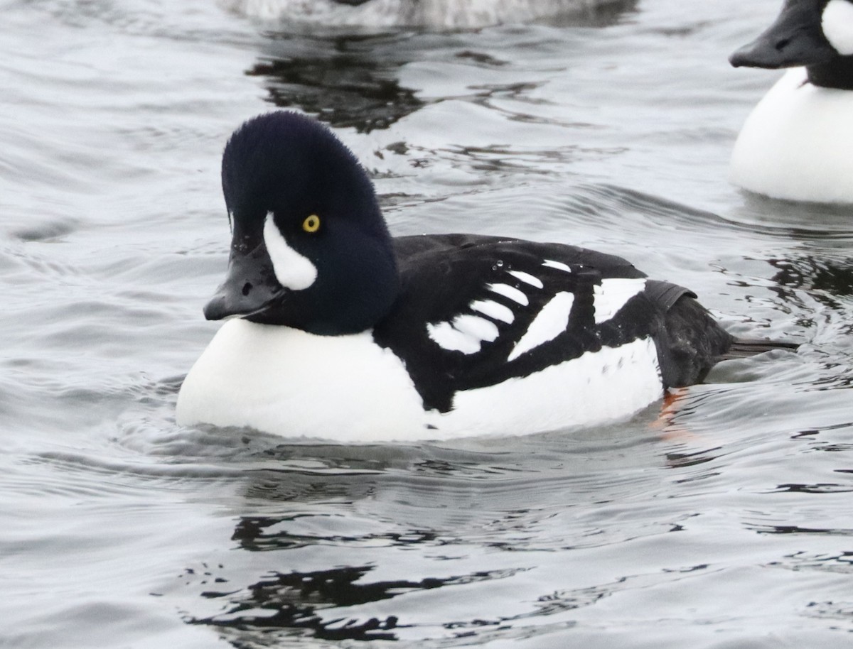 Barrow's Goldeneye - ML650724932