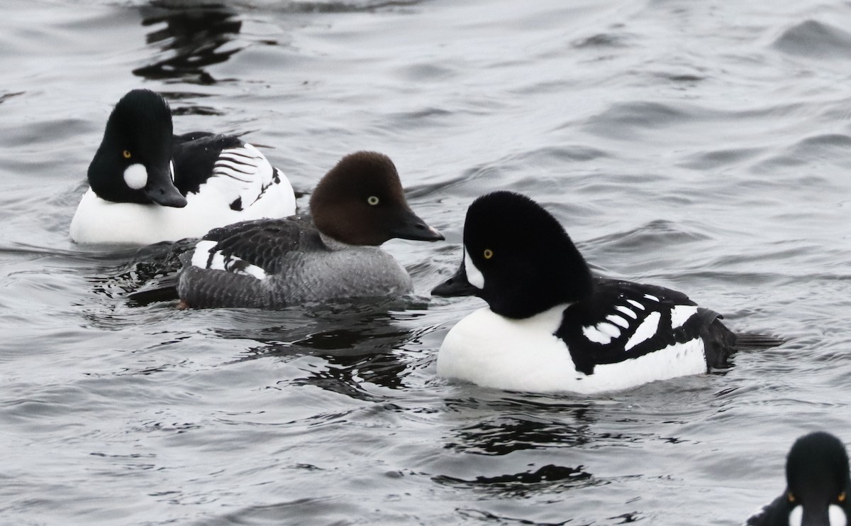 Barrow's Goldeneye - ML650724933