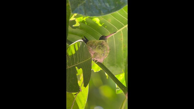 Charming Hummingbird - ML650724964