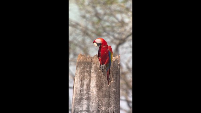 Scarlet Macaw - ML650725320