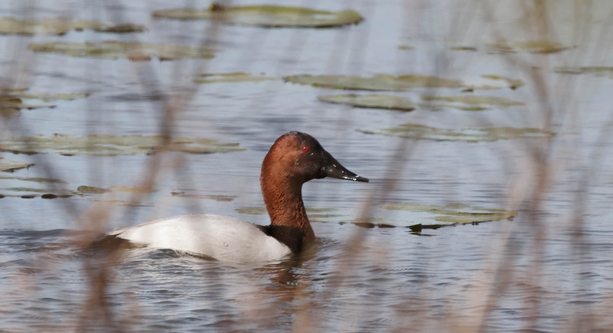 Canvasback - ML650725331