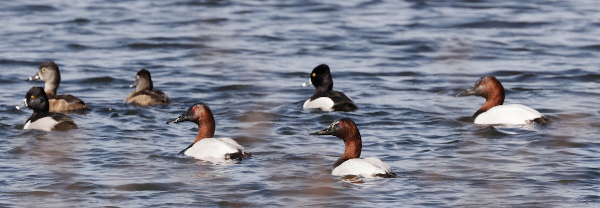 Canvasback - ML650725336