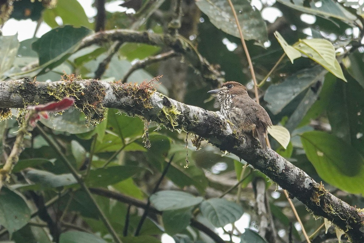 Lanceolated Monklet - ML650725431