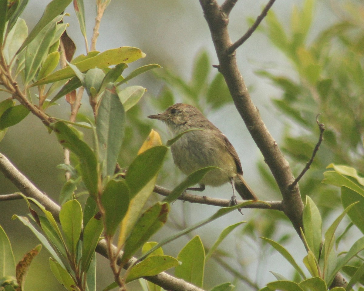 Fulvous-crowned Scrub-Tyrant - ML650725497