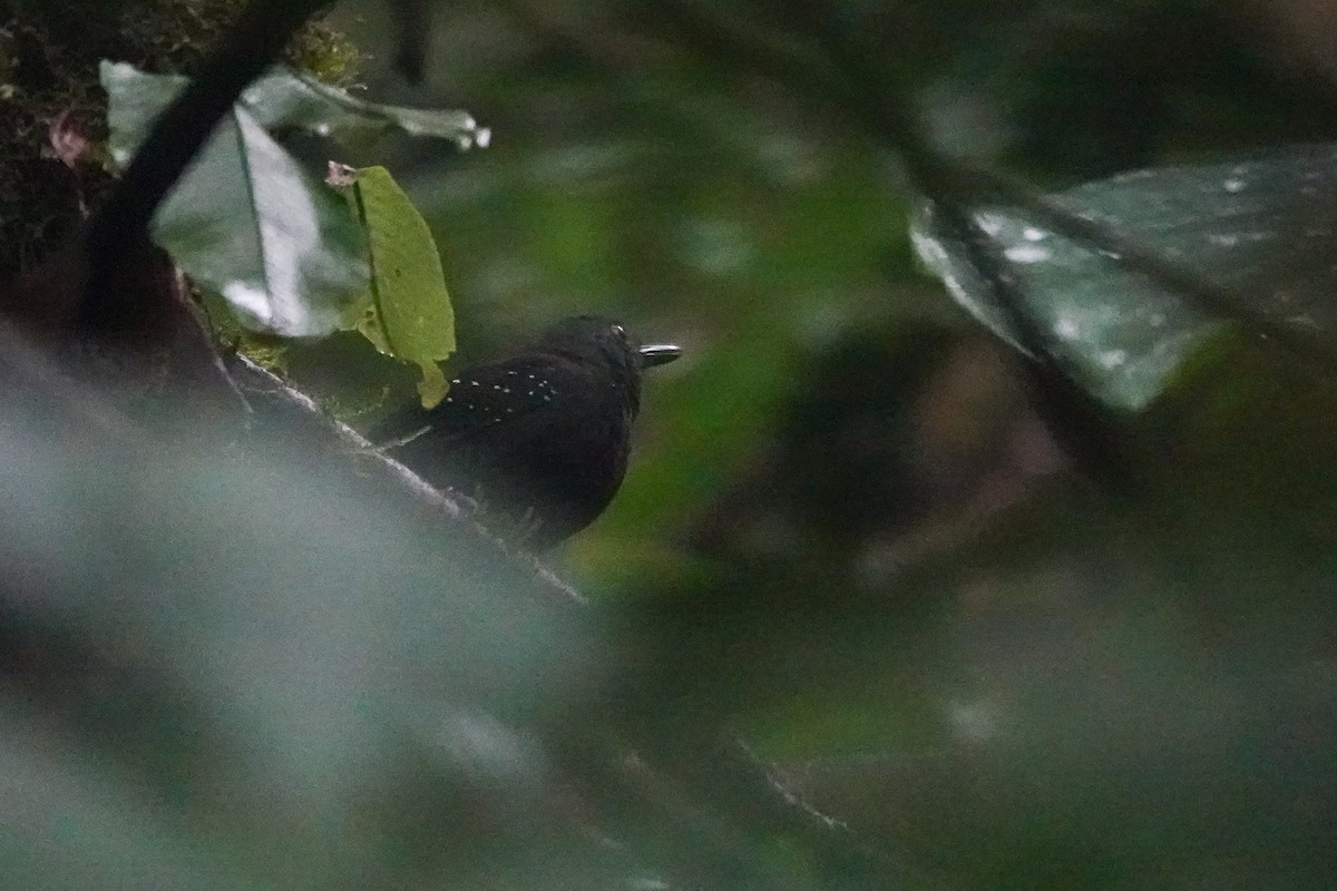 Esmeraldas Antbird - ML650725498