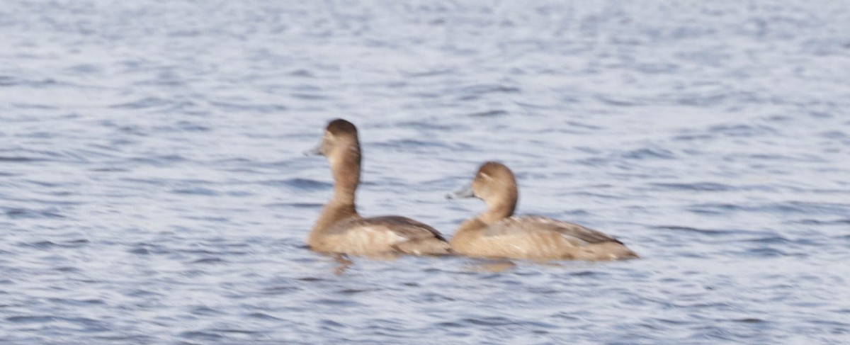Redhead - ML650725513