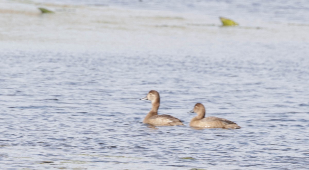 Redhead - ML650725523