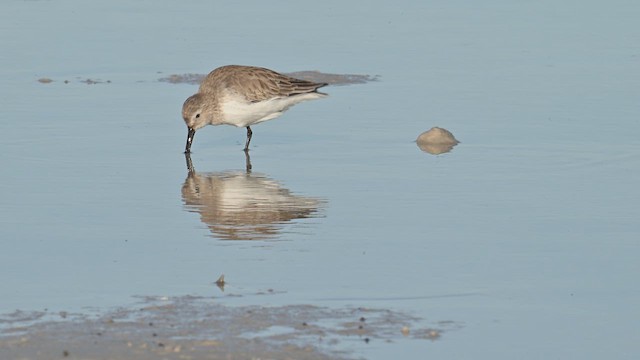 Dunlin - ML650725758
