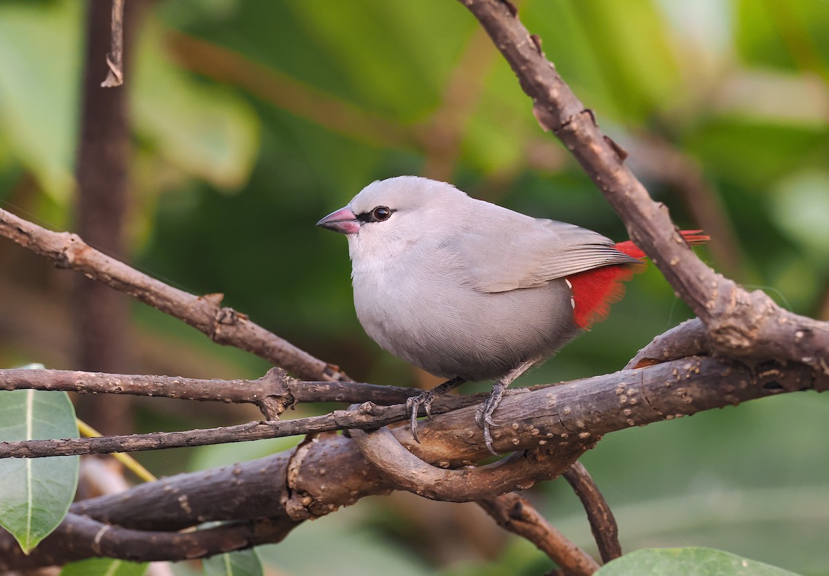 Lavender Waxbill - ML650726002