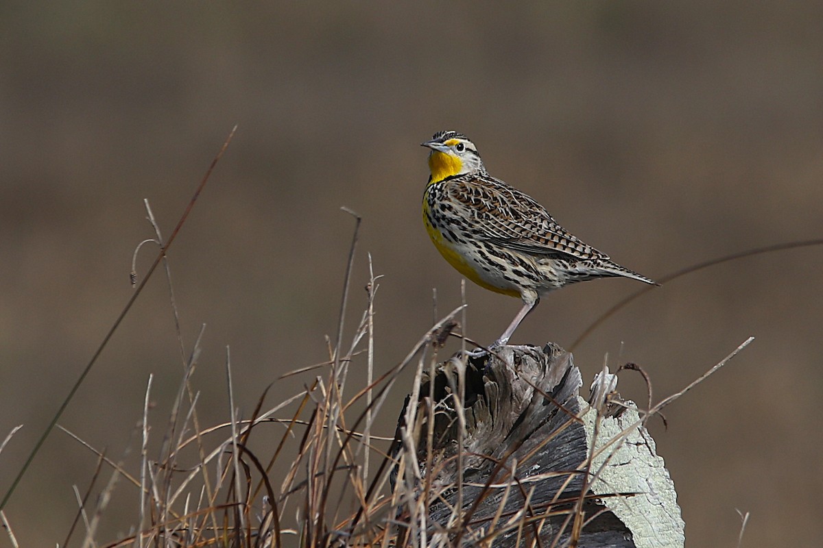 Sturnelle de l'Ouest - ML650726064